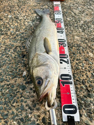 シーバスの釣果