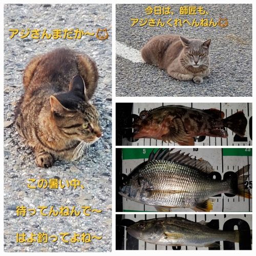 キビレの釣果