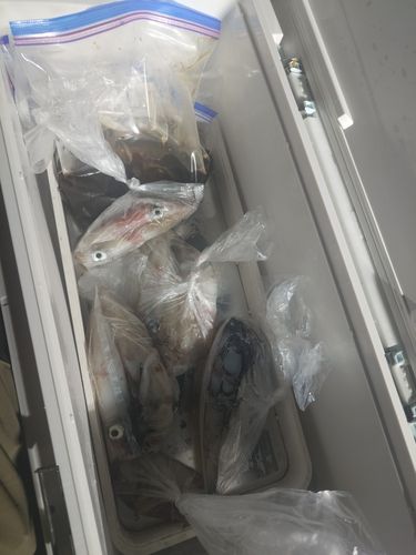 ケンサキイカの釣果