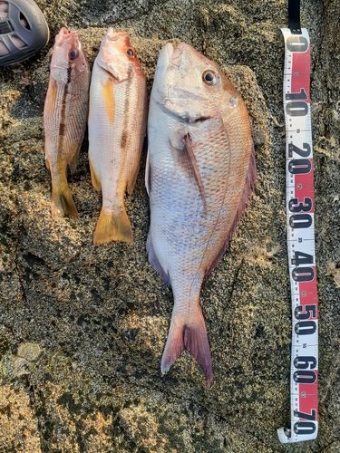 タイの釣果