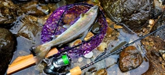 ヤマメの釣果