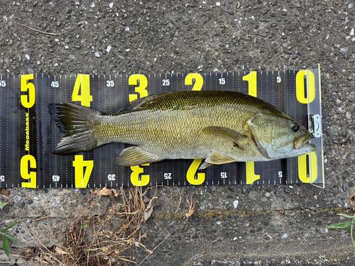 スモールマウスバスの釣果