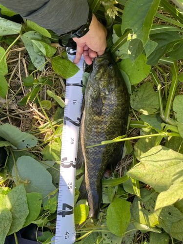 スモールマウスバスの釣果