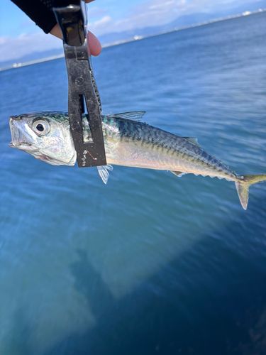 サバの釣果
