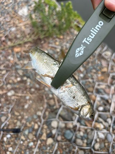 ウグイの釣果