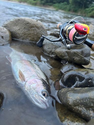 レインボートラウトの釣果