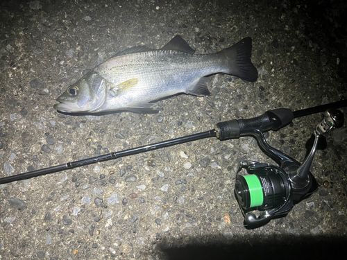 ヒラスズキの釣果