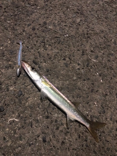 アカカマスの釣果