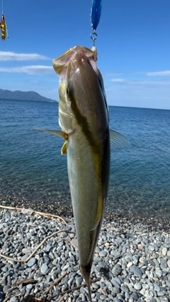 ショゴの釣果