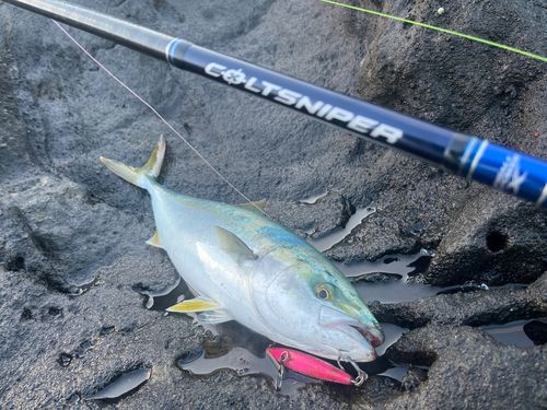 イナダの釣果