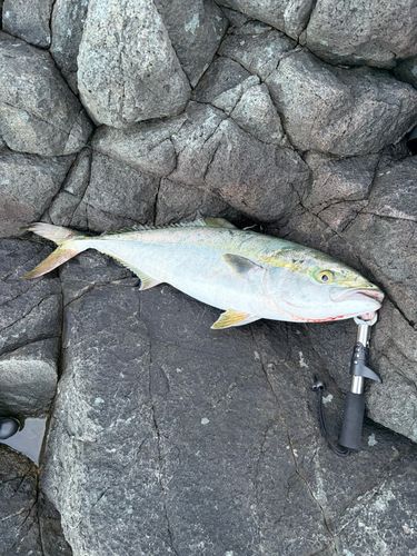ブリの釣果
