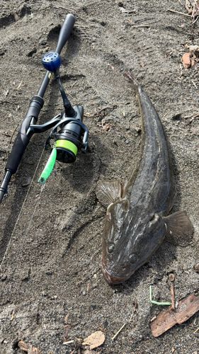 マゴチの釣果