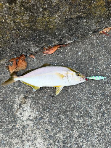 ショゴの釣果