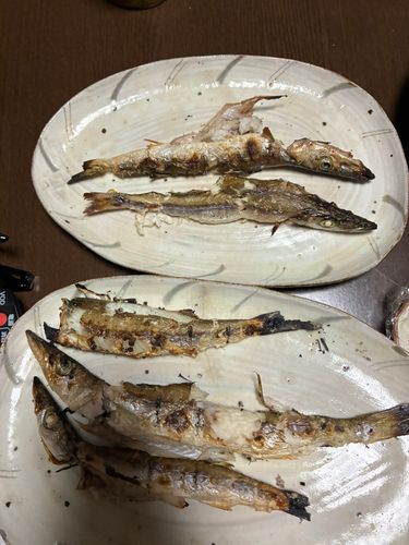 カマスの釣果