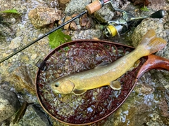 ヤマトイワナの釣果