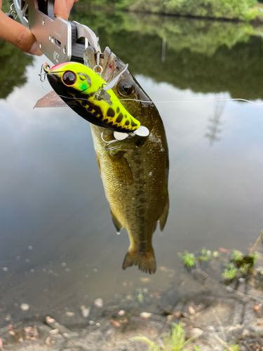 ブラックバスの釣果