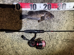 クロソイの釣果
