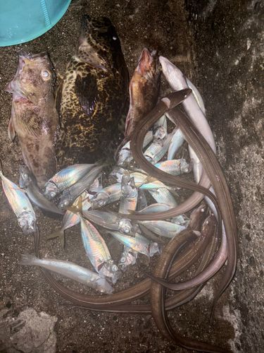 タケノコメバルの釣果