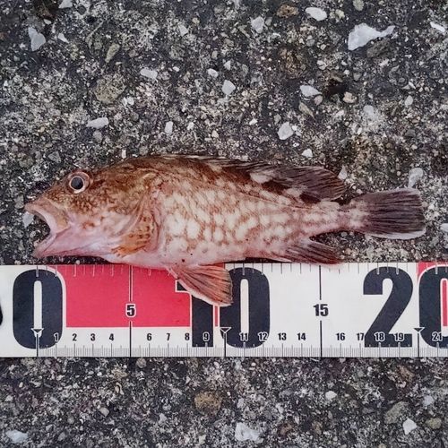カサゴの釣果