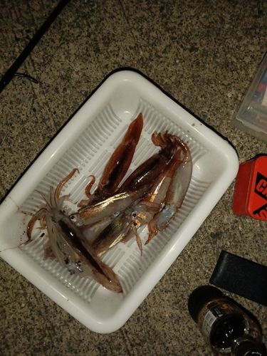 スルメイカの釣果