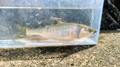 オイカワの釣果