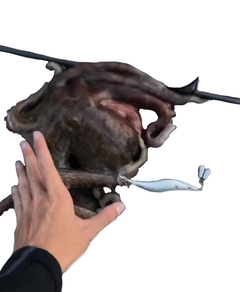 タコの釣果