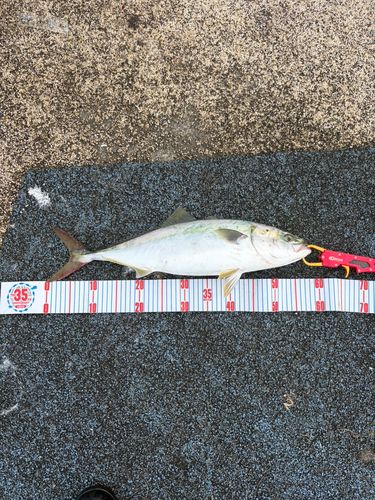 ヤズの釣果