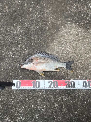 キチヌの釣果