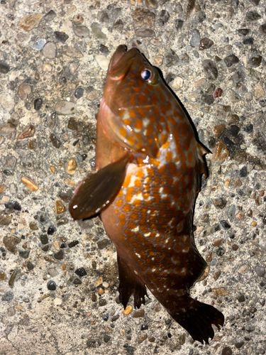アコウの釣果