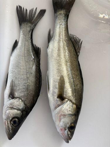 セイゴ（マルスズキ）の釣果