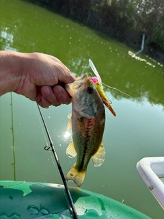 ラージマウスバスの釣果