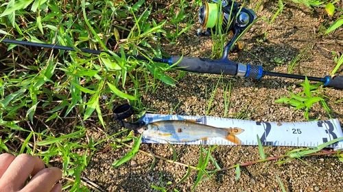 ウグイの釣果
