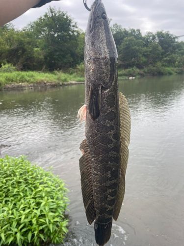 ライギョの釣果