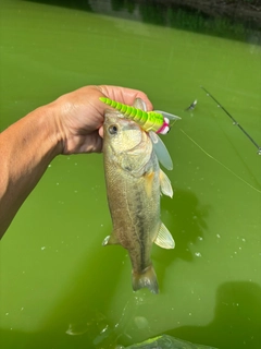 ラージマウスバスの釣果