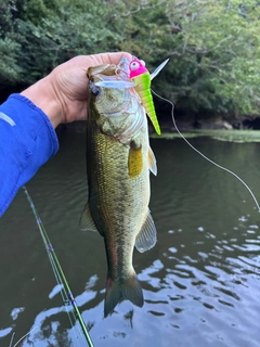 ラージマウスバスの釣果