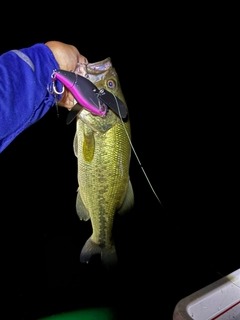 ラージマウスバスの釣果
