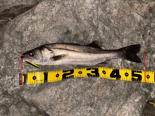 シーバスの釣果