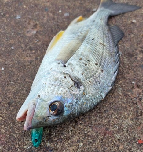 キビレの釣果