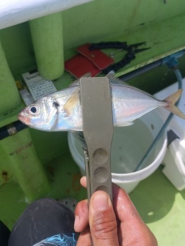 マアジの釣果