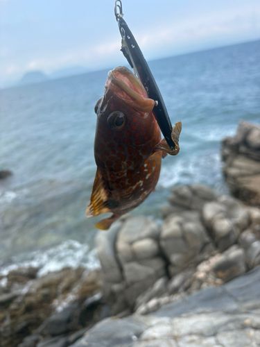 キジハタの釣果