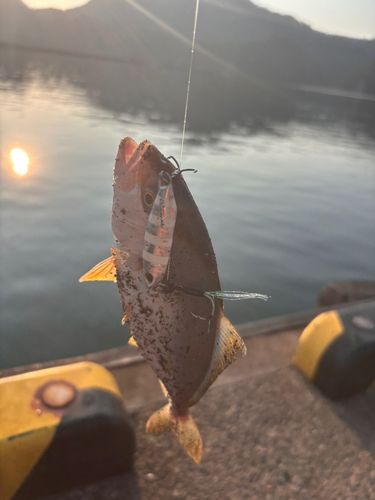 シオの釣果