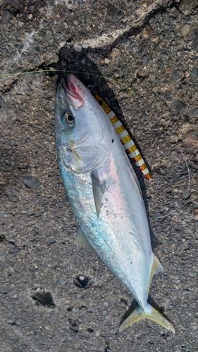 ワカシの釣果
