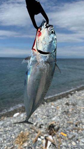 マルソウダの釣果