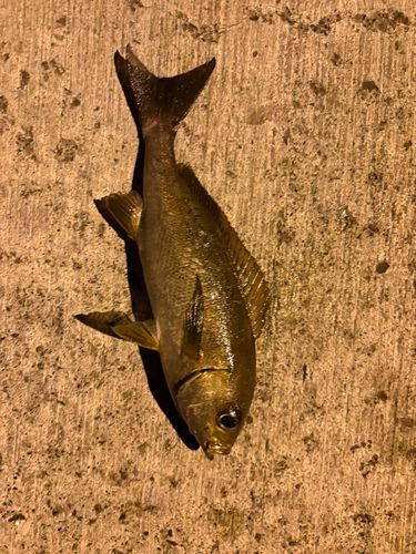 イサキの釣果