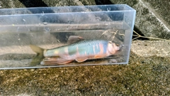 オイカワの釣果
