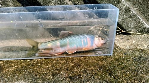 オイカワの釣果