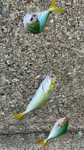 イシモチの釣果