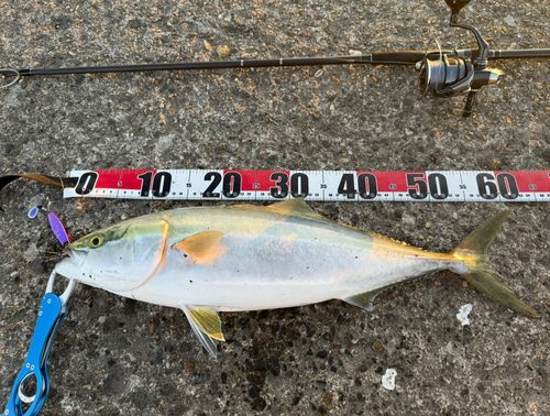 ワラサの釣果