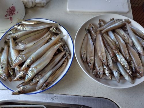 キスの釣果