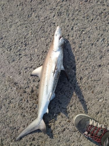 サメの釣果